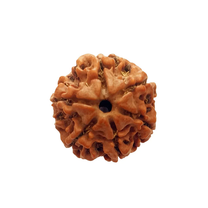 6 Mukhi Rudraksha